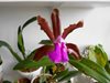 Cattleya bicolor